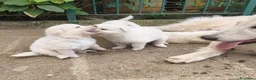 Pastore Abbruzzese Maremmano cani in vendita: Cuccioli di Pastore Maremmano con Pedigree a Città metropolitana di Roma Capitale - Annuncio 8