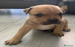American Staffordshire cani in vendita: Cuccioli amstaff pitbull a Provincia del Verbano-Cusio-Ossola - Immagine 7