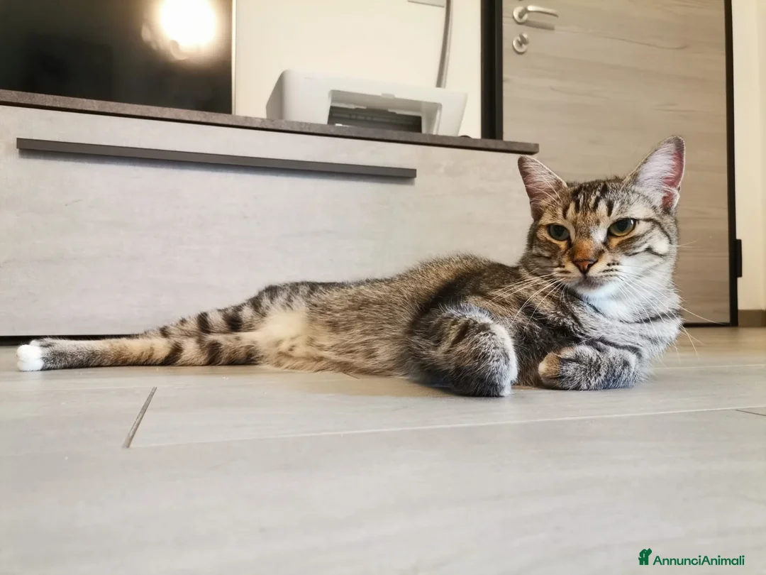 Europeo gatti in regalo: Gatti europei fratelli - Annuncio 21