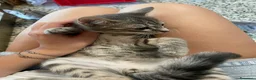 Meticcio gatti in vendita: Gattino grigio  - Annuncio 3