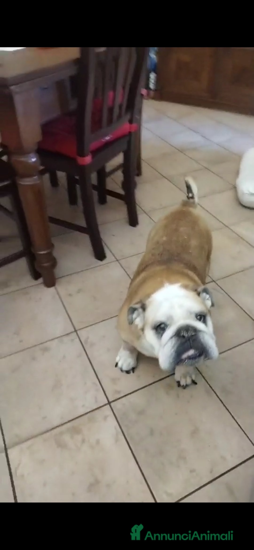 Bulldog cani in regalo: NONNA SHAKIRA CERCA IL SUO ANGELO - Annuncio 2