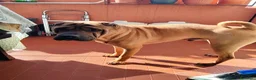 Shar Pei cani in regalo: REGALO SHARPEI  a Provincia di Pordenone - Annuncio 2
