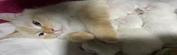 Siberiano gatti in vendita: Cuccioli siberiani Neva Rossi di 1 mese! - Annuncio 2