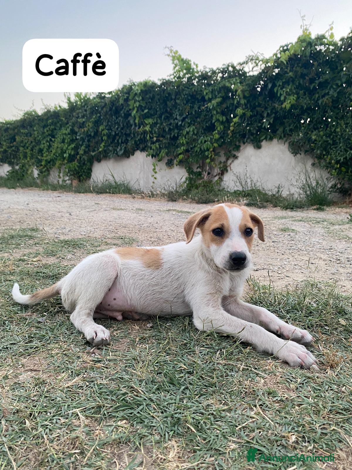 Meticcio cani Caffè  - Annuncio 14