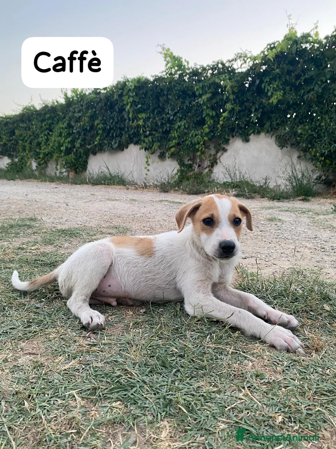 Meticcio cani in regalo: Caffè  - Annuncio 1