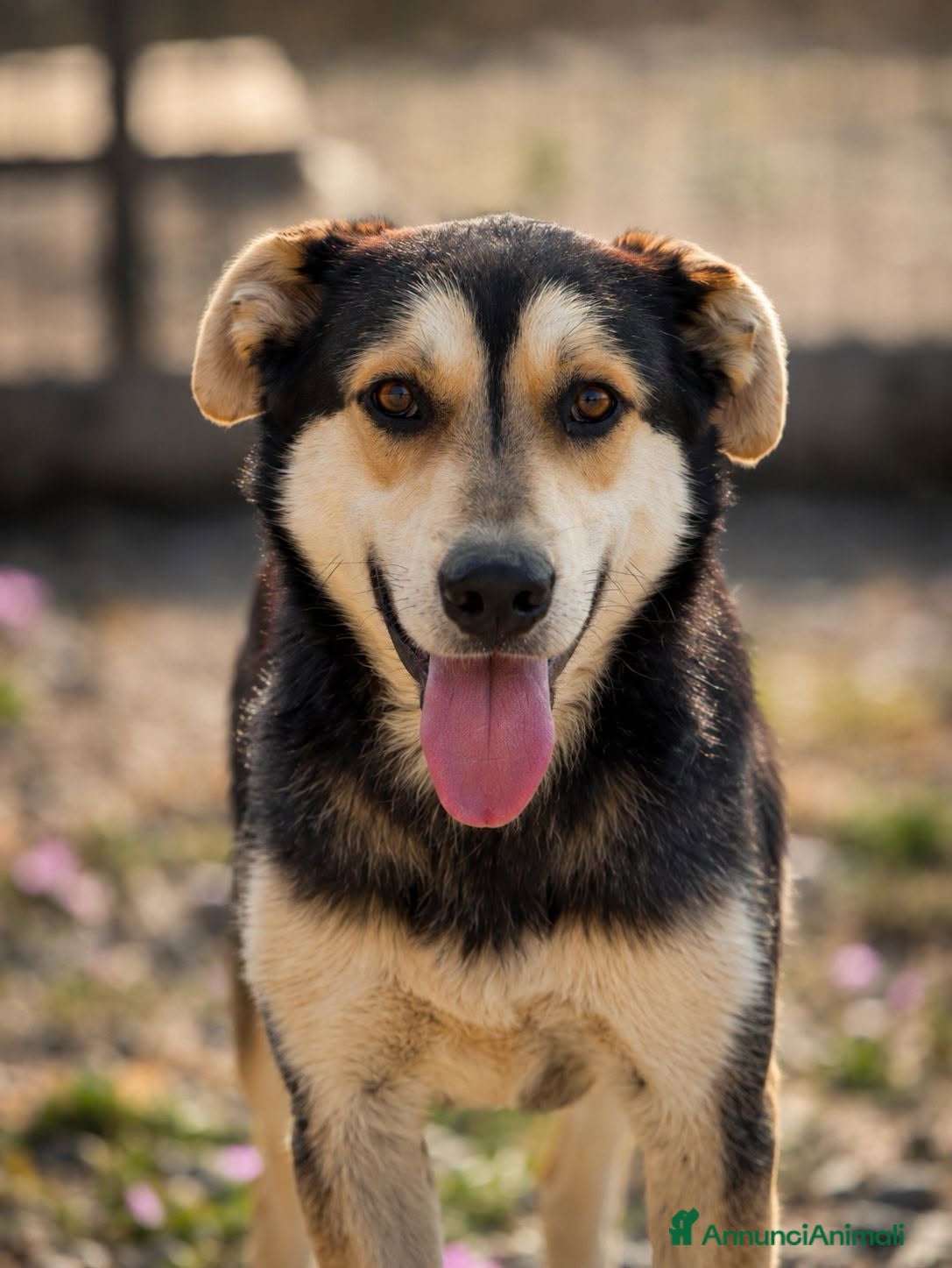 Meticcio cani ASLAN - Annuncio 4