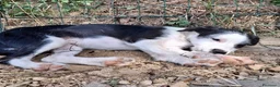 Meticcio cani in regalo: Romeo - Annuncio 2