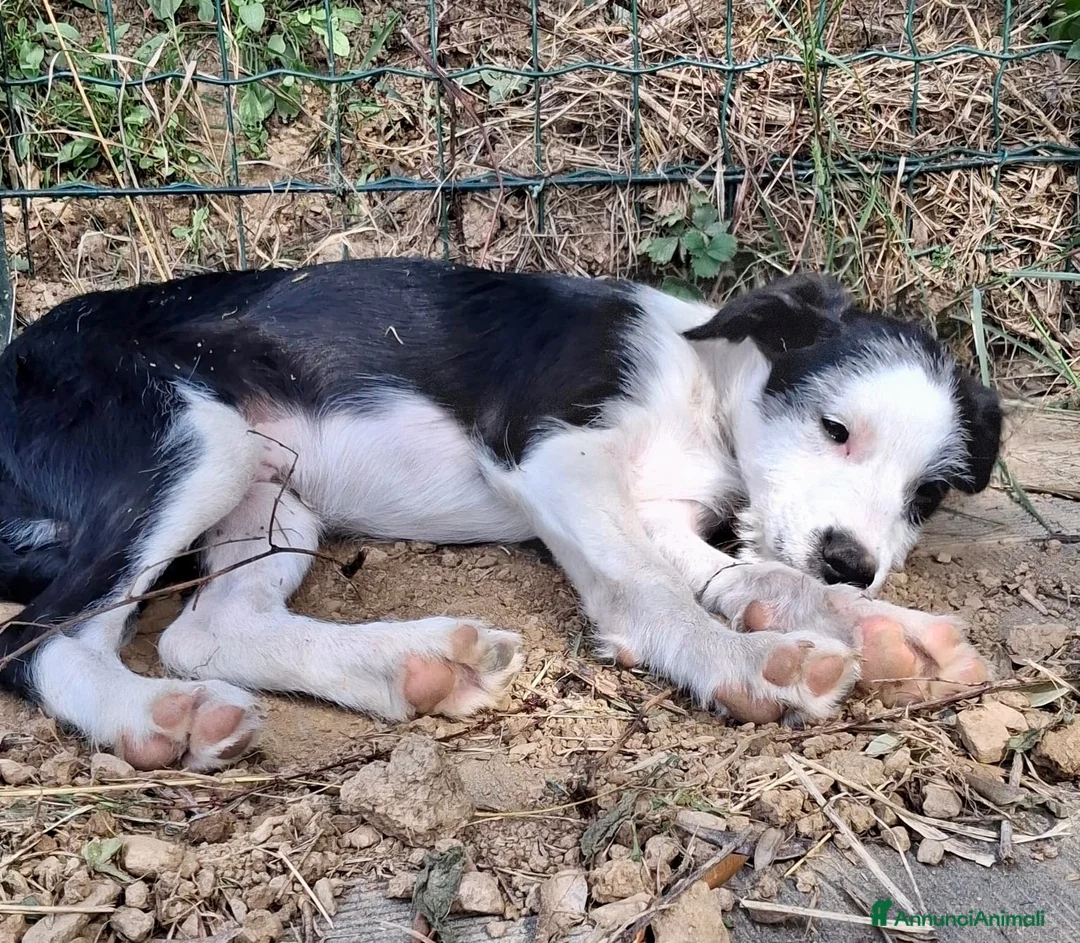 Meticcio cani in regalo: Romeo - Annuncio 2