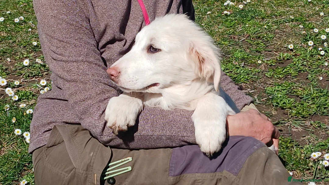 Meticcio cani in regalo: GLORY BELLISSIMA CUCCIOLA STA CERCANDO CASA - Annuncio 2