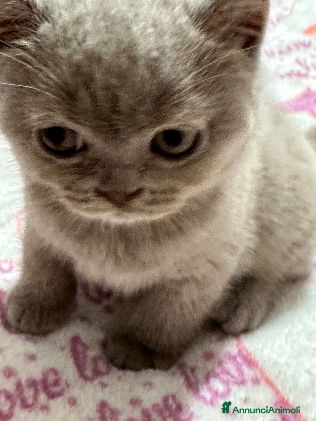 British gatti in vendita: Cuccioli di vero British Shorthair  a Città Metropolitana di Bologna - Annuncio 10