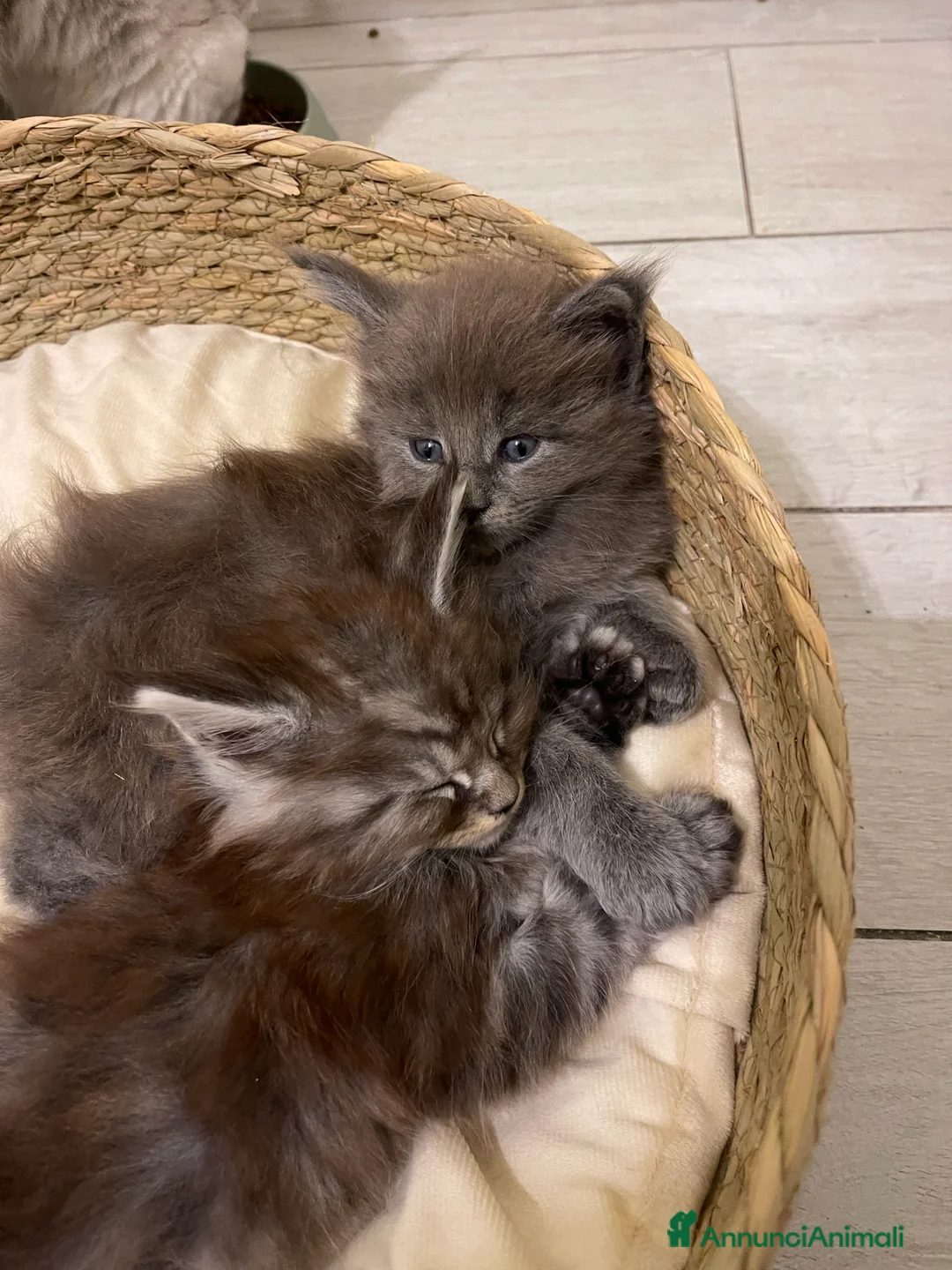 Maine Coon gatti in vendita: Cucciolata Maine coon - Annuncio 4