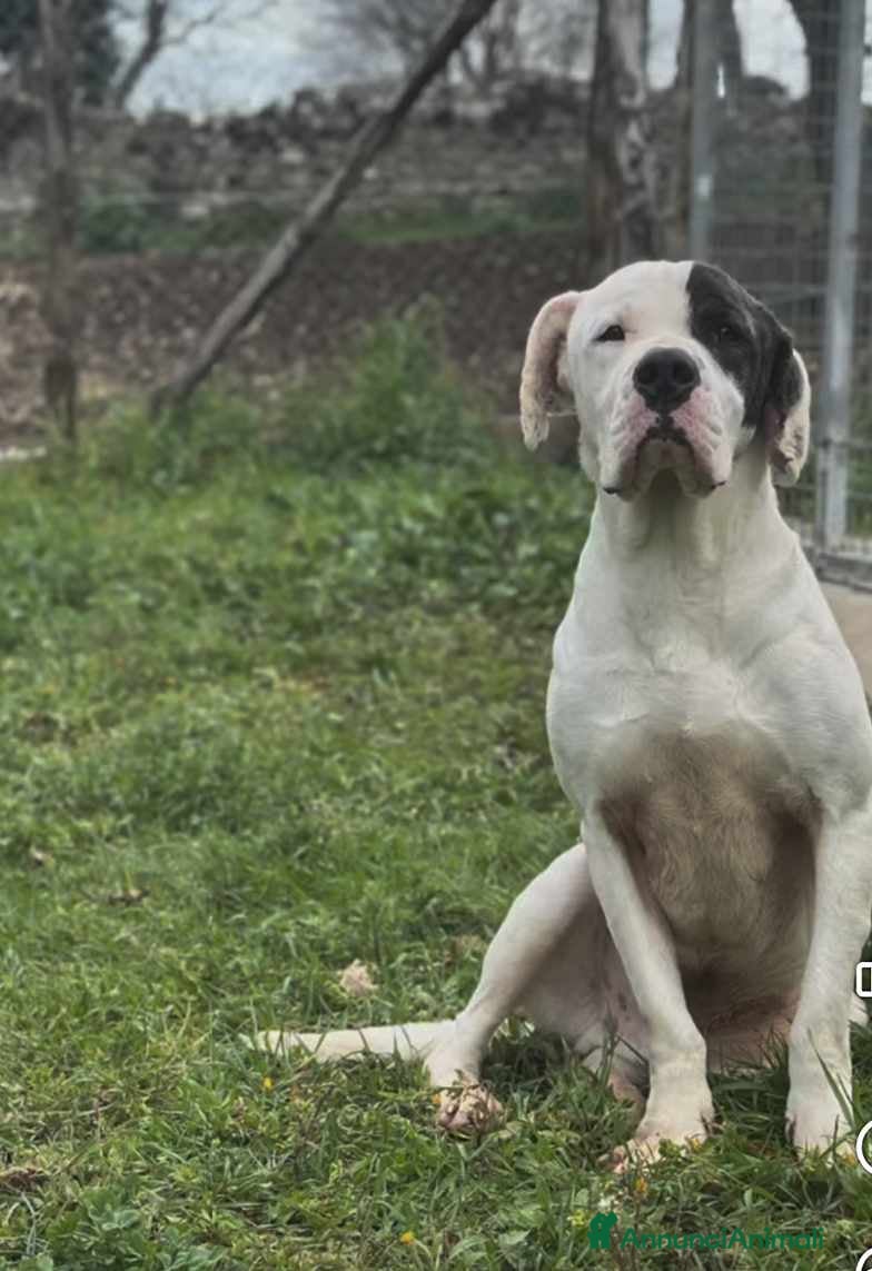 Dogo Argentino cani VINCENT, fantastico molossone cerca famiglia - Annuncio 2