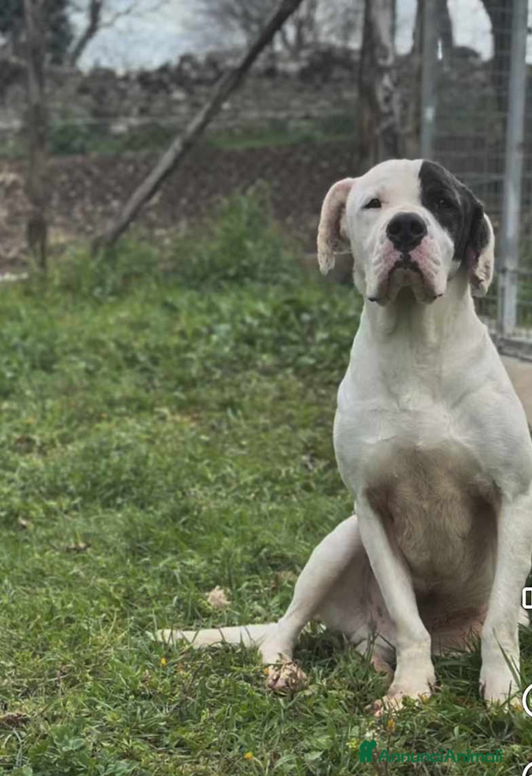 Dogo Argentino cani in regalo: VINCENT, fantastico molossone cerca famiglia - Annuncio 1