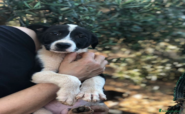 Meticcio cani a Città metropolitana di Milano - Annuncio 9