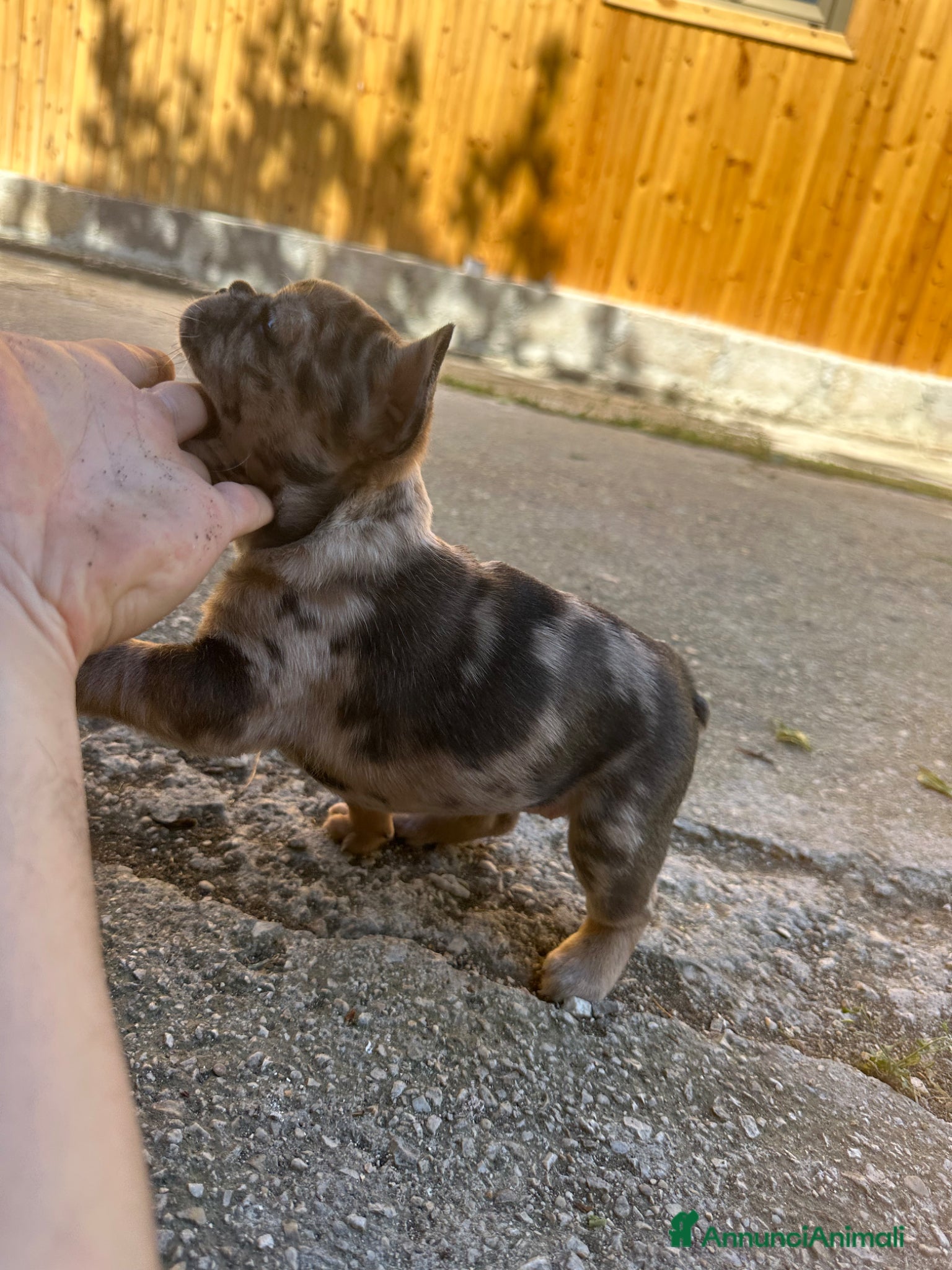 Bulldog Francese cani in vendita: bulldog francese blue e nero tigrato  - Annuncio 13