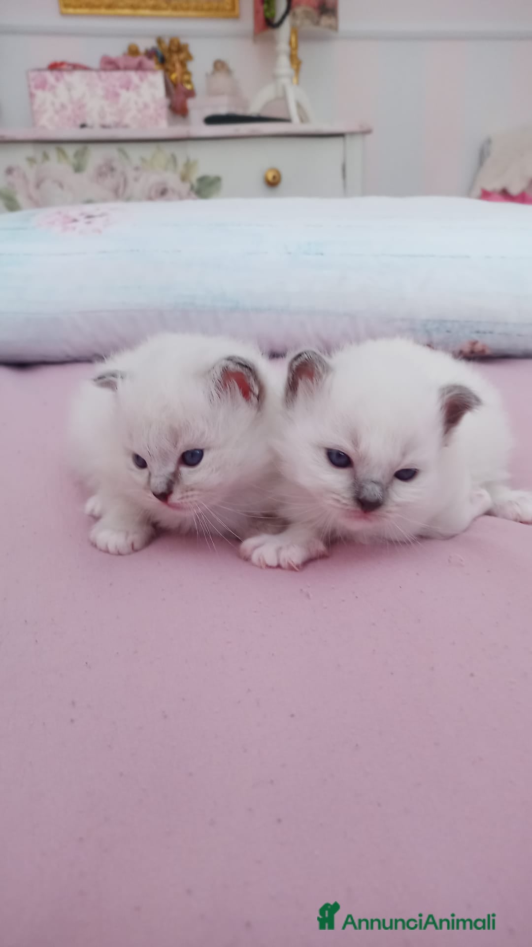 Sacro di Birmania gatti in vendita: Disponibili 2 gattini maschi - Annuncio 2