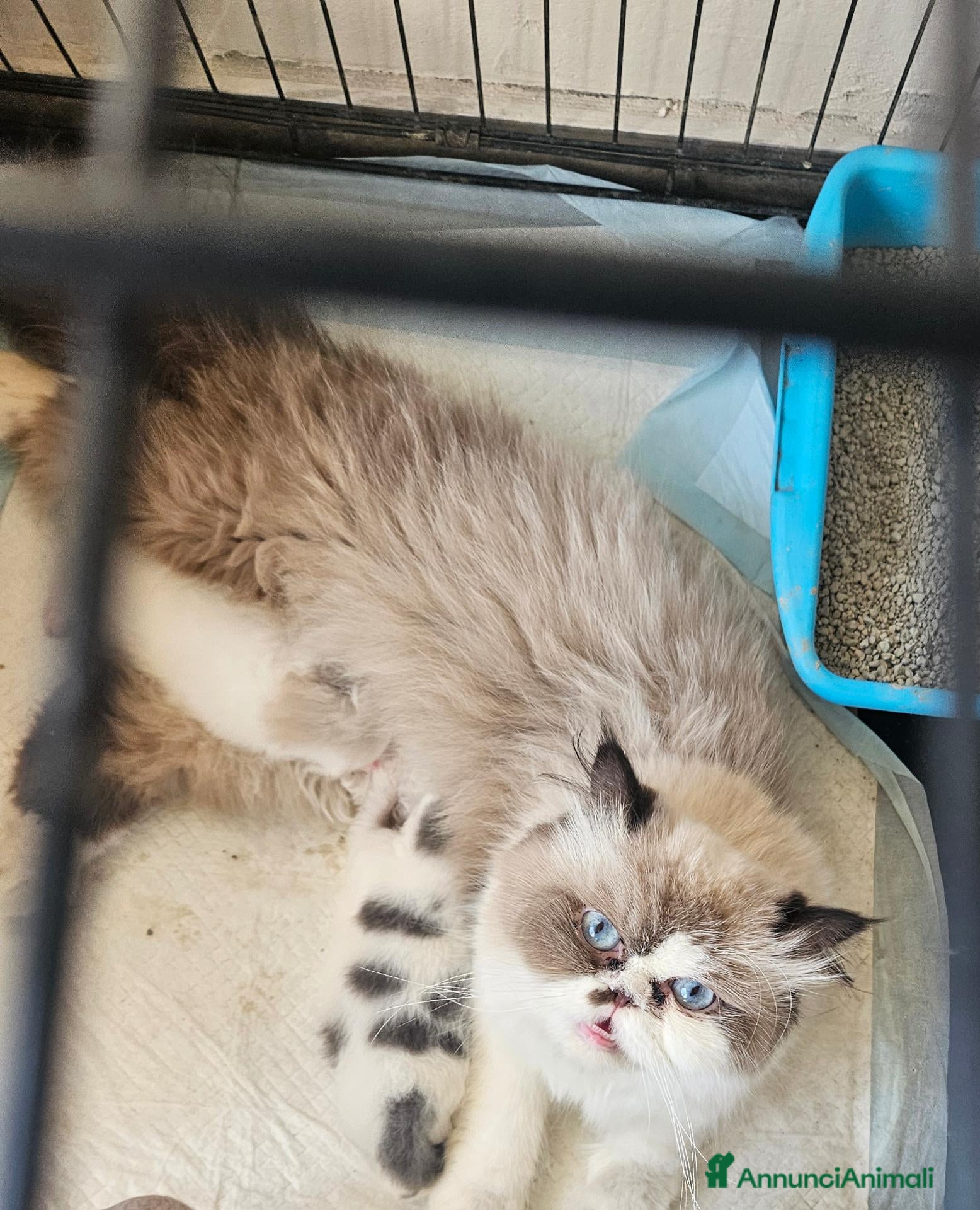Persiano gatti Gatto persiano  - Annuncio 24