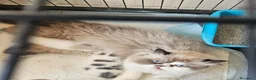 Persiano gatti in vendita: Gatto persiano  - Annuncio 1