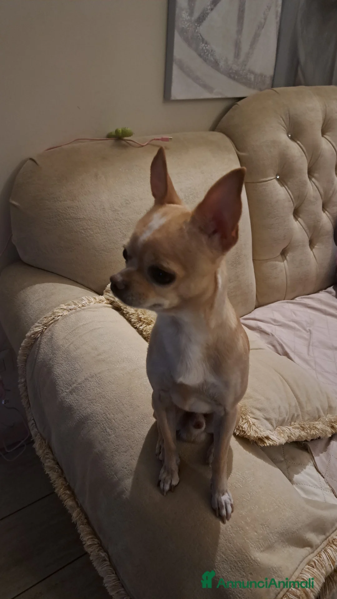 Chihuahua cani per accoppiamento: Chihuhua accoppiamento  - Annuncio 2