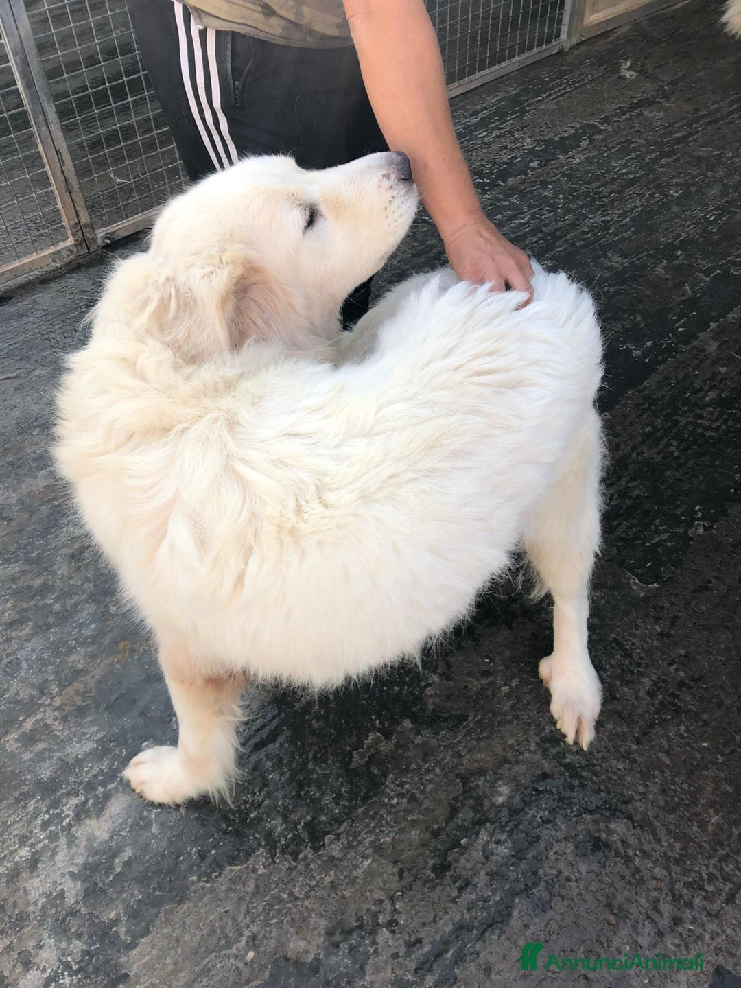 Pastore Maremmano cani in regalo: Meravigliosi maremmani in canile! a Provincia di Viterbo - Annuncio 6