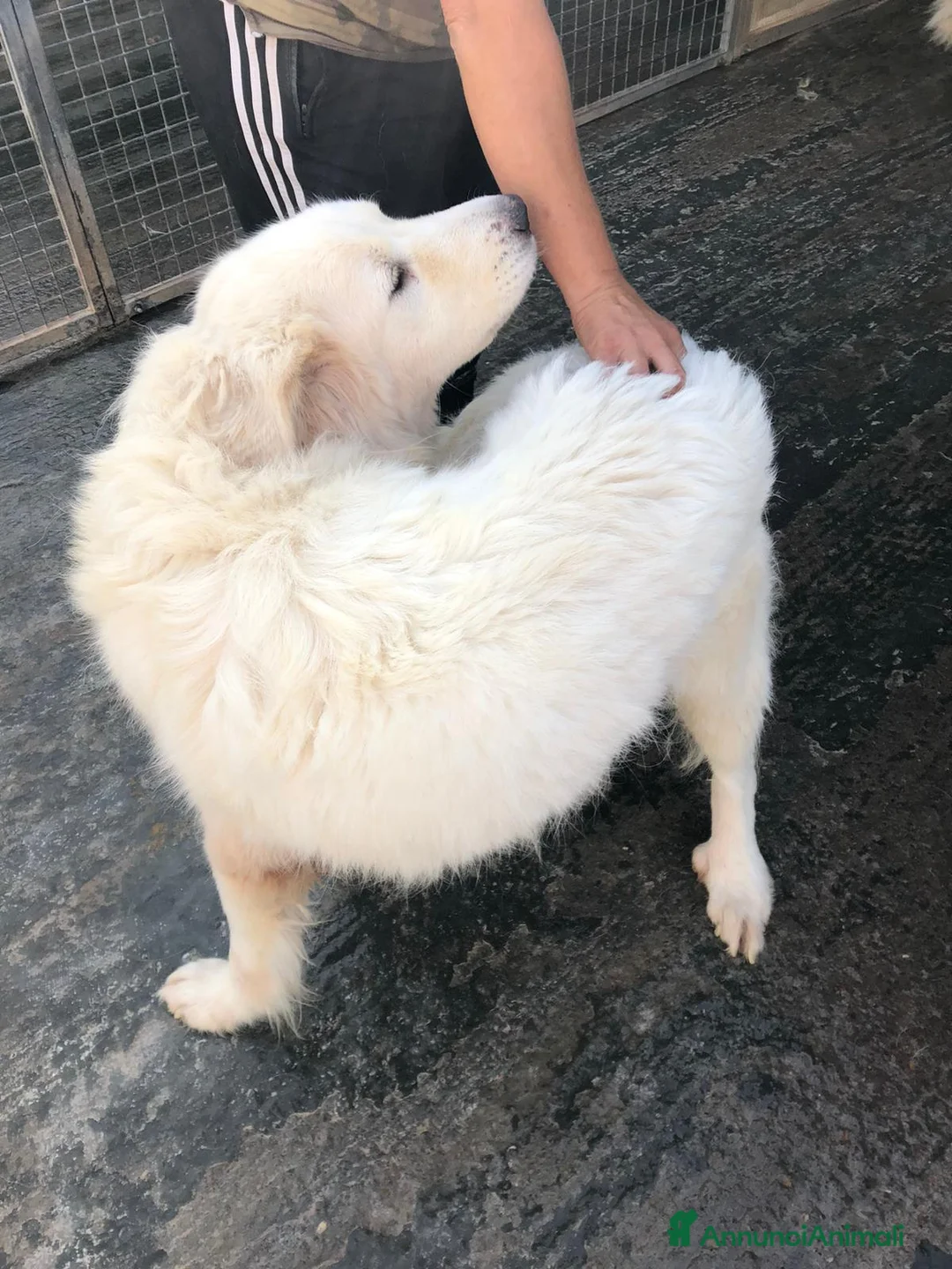 Pastore Maremmano cani in regalo: Meravigliosi maremmani in canile! a Provincia di Viterbo - Annuncio 6