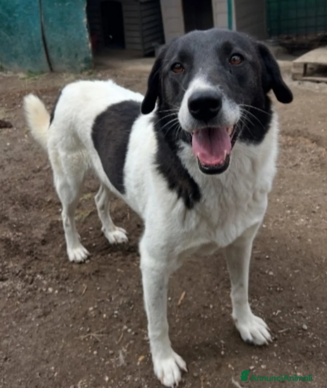 Altre razze cani in regalo: Femmina 2anni SFORTUNATA NESSUNO LA NOTA! RIMA - Annuncio 1