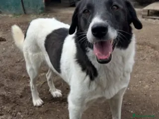 Altre razze cani Femmina 2anni SFORTUNATA NESSUNO LA NOTA! RIMA - Annuncio 14