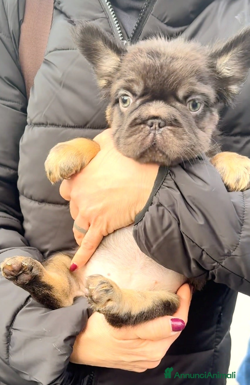 Bulldog Francese cani Bulldog francese (fluffy, carrierfluffy, bigrope)  - Annuncio 2