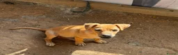 Meticcio cani in regalo: Balto 4mesi tg piccola( o medio piccola) COSENZA - Annuncio 3