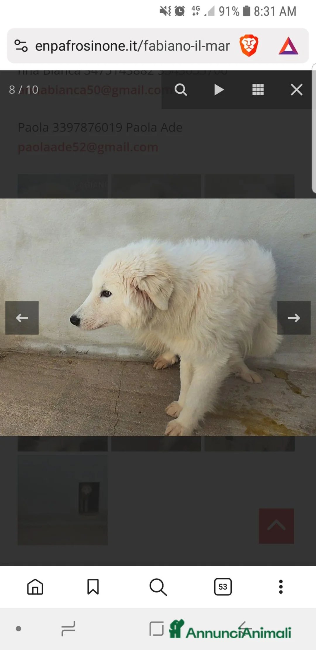 Meticcio cani in regalo: FABIANO, 3 ANNI, maremmano  - Annuncio 2