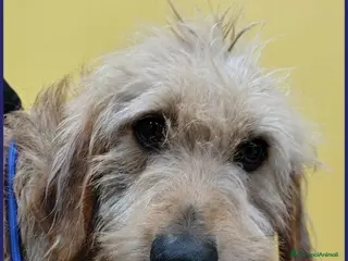 Meticcio cani GIACOMO è pronto per una famiglia - Annuncio 18