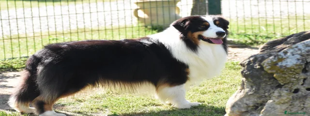 Boris