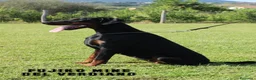 Dobermann cani in vendita: Cuccioli dobermann con pedigree  - Annuncio 5