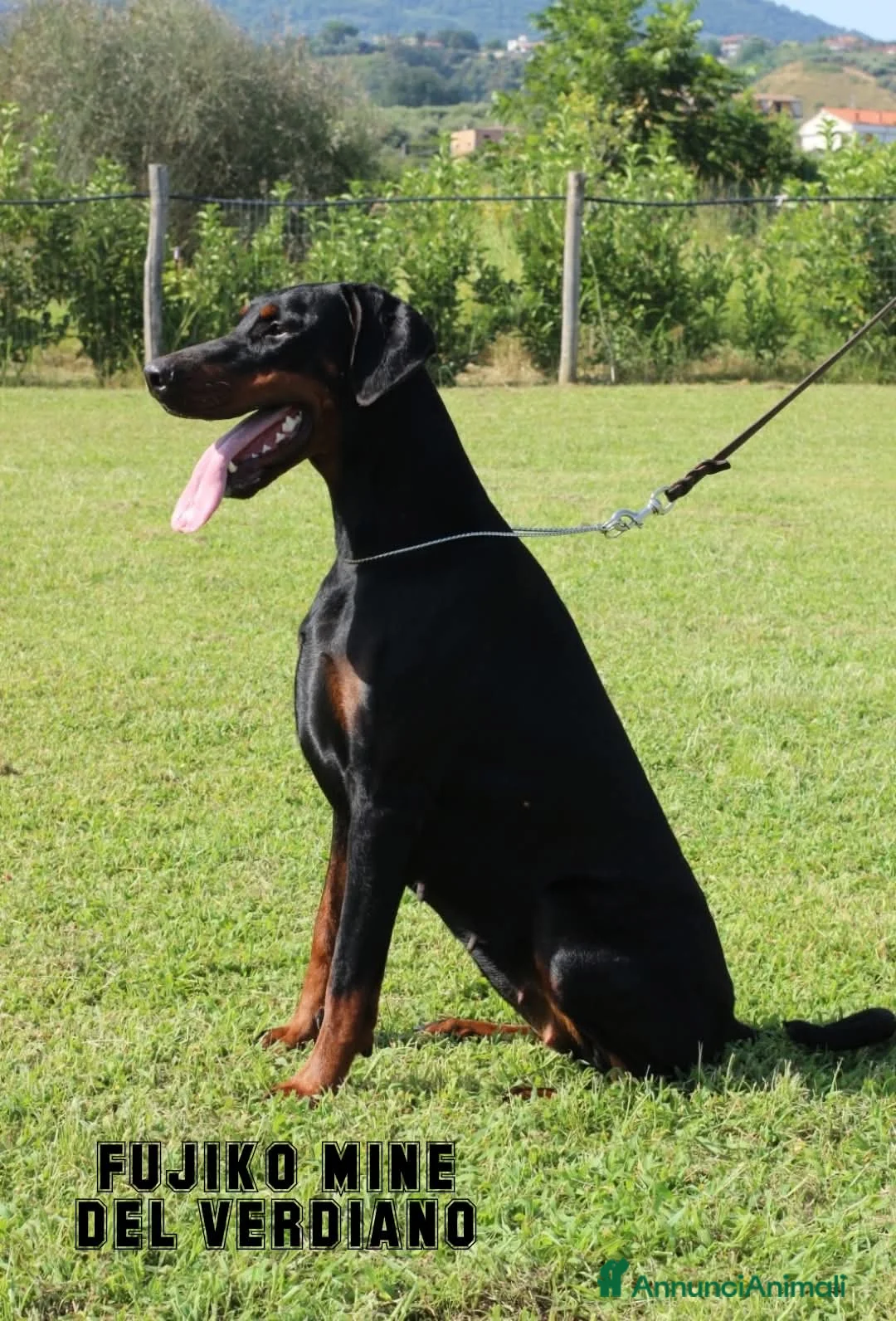 Dobermann cani in vendita: Cuccioli dobermann con pedigree  - Annuncio 5