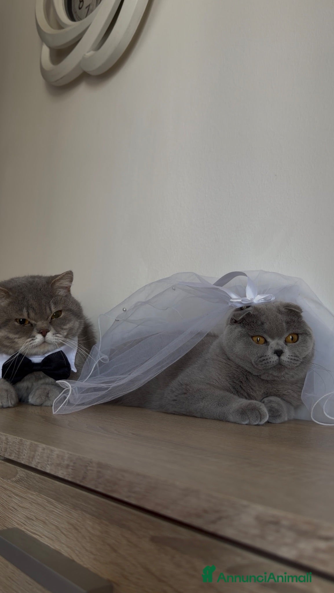 Scottish gatti Gatti Scottish fold e straight - Annuncio 4