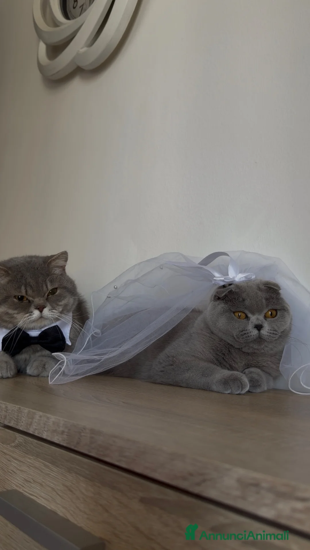 Scottish gatti in vendita: Gatti Scottish fold e straight - Annuncio 1