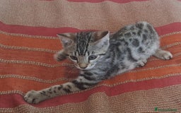 Bengala gatti in vendita: Gattino maschio di razza bengala a Provincia della Spezia - Immagine 4