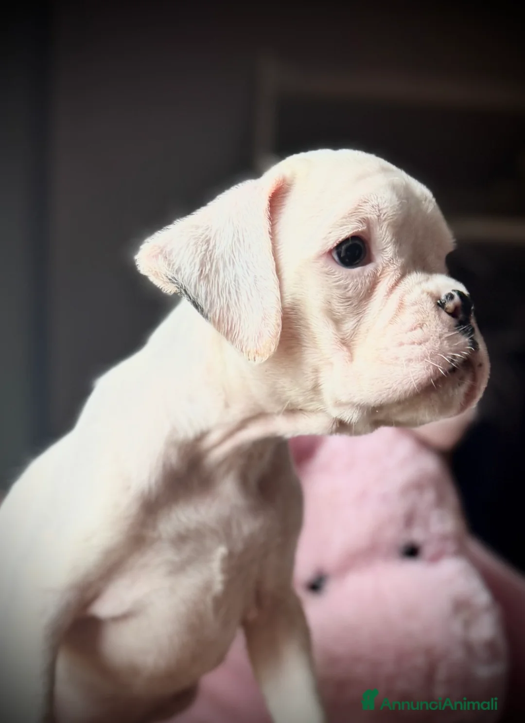 Boxer cani in vendita: CUCCIOLE DI BOXER  - Annuncio 8