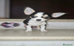 Chihuahua cani in vendita: Chihuahua mini toy  a Città metropolitana di Milano - Immagine 1