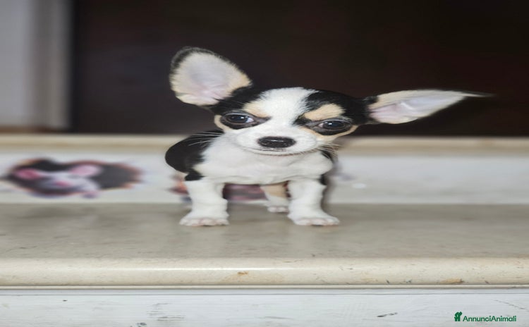 Chihuahua cani a Città metropolitana di Milano - Annuncio 16