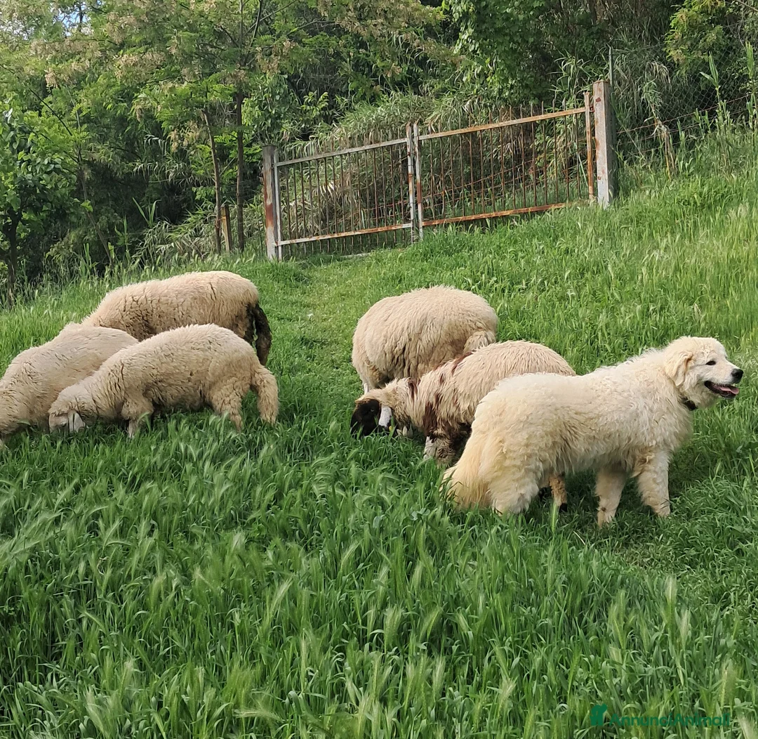 Pastore Maremmano cani in vendita: cuccioli di pastore Abruzzese  - Annuncio 18