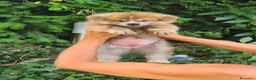 Akita Inu cani in vendita: CUCCIOLI DI AKITA COMO-MONZA E BRIANZA - Annuncio 6