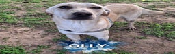 Meticcio cani in regalo: OLLY 💙-cucciolo dolce, non lasciarlo in un box - Annuncio 1