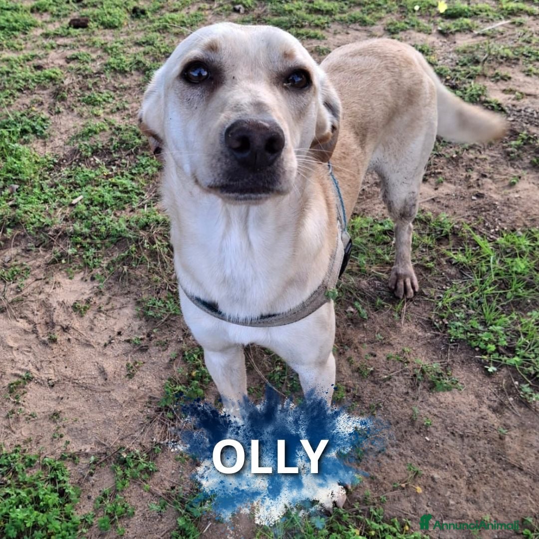 Meticcio cani in regalo: OLLY 💙-cucciolo dolce, non lasciarlo in un box - Annuncio 1