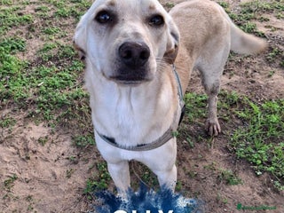 Meticcio cani OLLY 💙-cucciolo dolce, non lasciarlo in un box - Annuncio 2