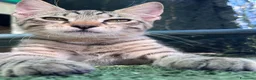 Europeo gatti in regalo: Tigrato 3 mesi - Annuncio 5