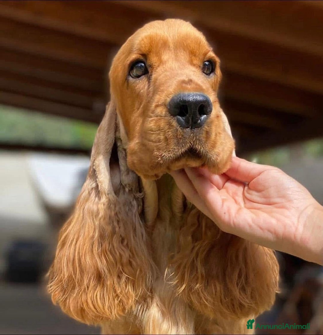Cocker cani in vendita: cuccioli di cocker spaniel inglese con pedigree a Città metropolitana di Roma Capitale - Immagine 9