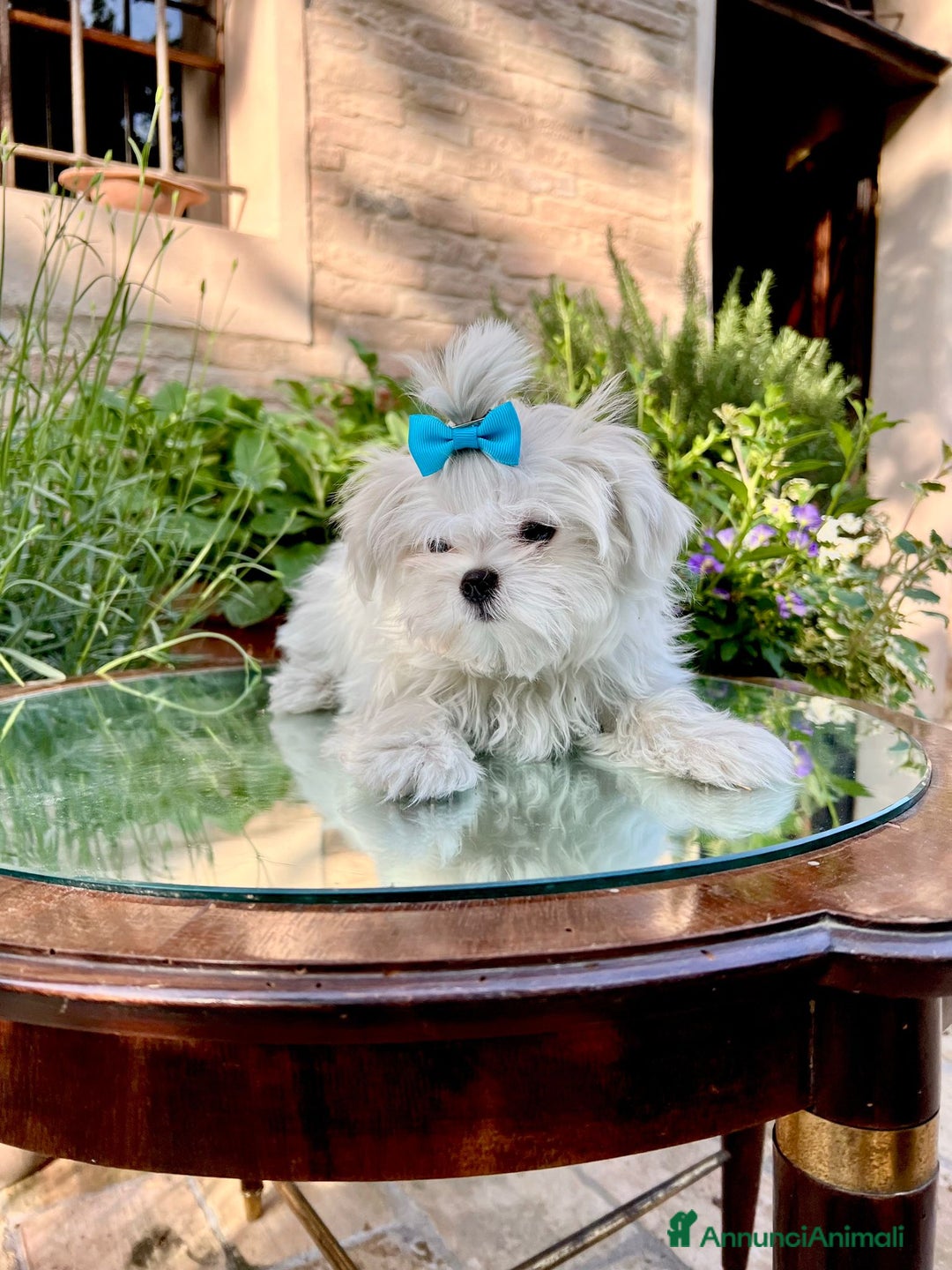 Maltese cani in vendita: Maltesi con Pedigree a Provincia di Pordenone - Annuncio 4