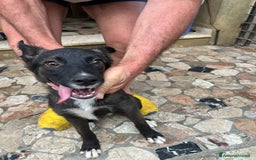 Altre razze cani in regalo: Cuccioli  a Provincia di Brescia - Immagine 2