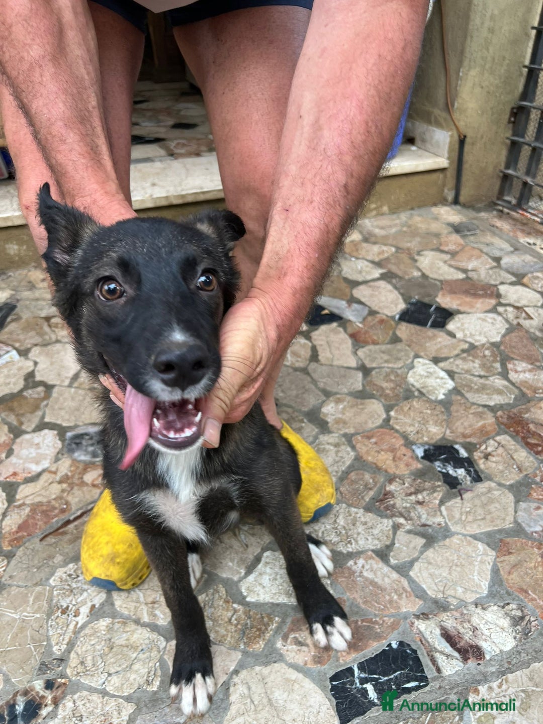 Altre razze cani in regalo: Cuccioli  a Provincia di Brescia - Immagine 2